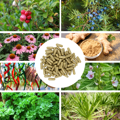 Prostate Top Capsules